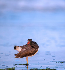 Oystercatcher Chick on Beach Blue Water Background