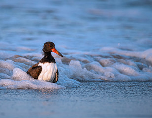Oystercatcher Chick in Water Swimming
