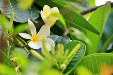 Selective focus of white plumeria with blurred foreground of green leaves.