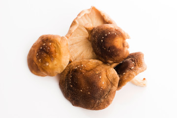 Shitake Mushroom on White Background