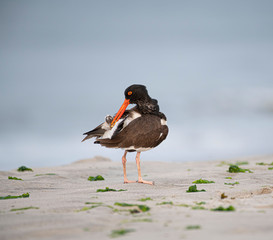 Oystercatcher Bird Preening on Beach