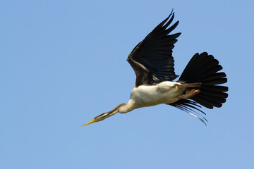 Australian Darter, or Snake-neck bird flying, Northern Territory, Australia