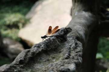libélula mariposa insecto alas
