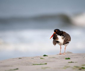 Oystercatcher Bird on Beach