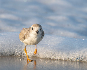 Piping Plover on Beach Running