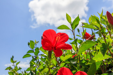 Flowers blooming on Ishigaki Island in autumn - Hibiscus