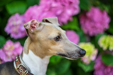花をバックにしたイタリアングレーハウンド