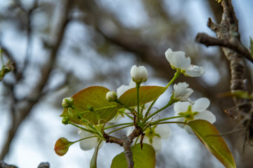 The apple blossom 01