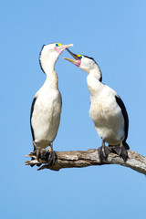 A pair of Australian Pied Cormorants, Northern Territory, Australia