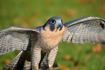 Peregrine Falcon Bird of Prey
