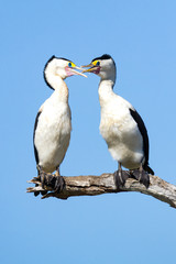 Fototapeta premium A pair of Australian Pied Cormorants, Northern Territory, Australia