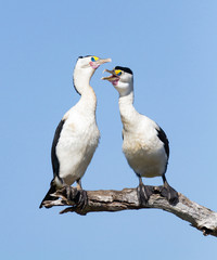 Obraz premium A pair of Australian Pied Cormorants, Northern Territory, Australia