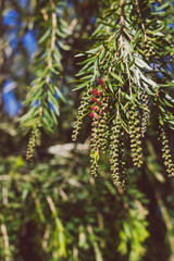 native Australian bottle brush callistemon tree in bloom with red flowers