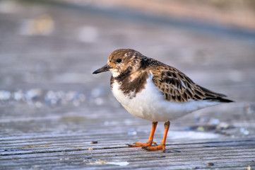 Ruddy Turnstone on Boardwalk at the Beach