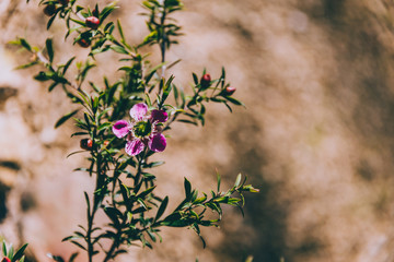native Australian tea tree in bloom with pink flowers