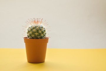 Cactus plant in white pot. Potted cactus house plant on white shelf against pastel mustard colored wall. Succulent in a waffle horn. The concept. 