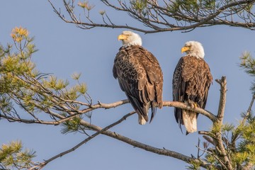bird of prey