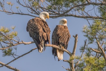 eagle in forest