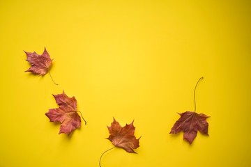 autumn leaves on white background