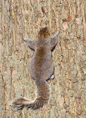 Squirrel on Tree Bark