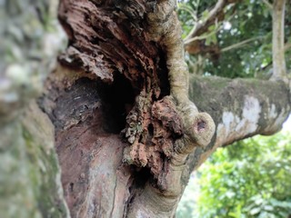 trunk of a tree, hollow in a branch, natural hollow tree branch 