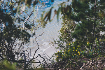 hidden beach cove accessible through thick bush of vegetation framing the shore