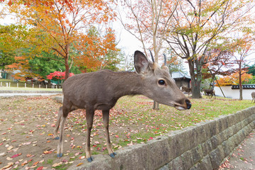 Deer in Nara, Japan in autumn season. Deer is cherished as a divine force of God