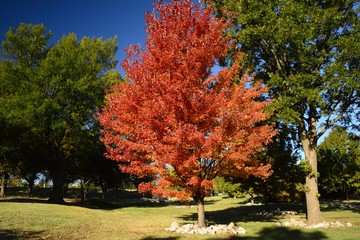 red tree