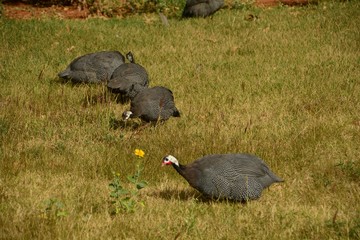 turkeys 