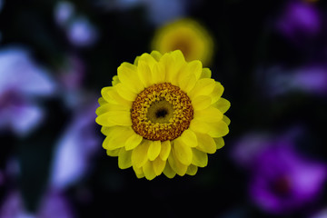 Yellow flower with petals spread and pollen on show