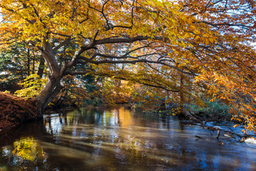 autumn in the park by river
