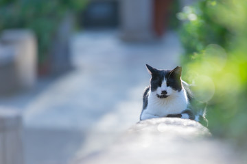 ねこ