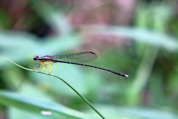 dragonfly on leaf