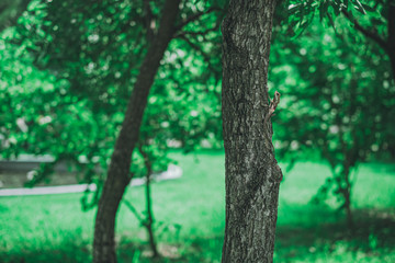 A chameleon perched on a tree In the public garden in the middle of the city