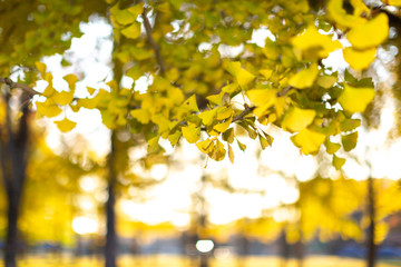 Obraz premium イチョウの木