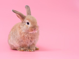 Red-brown cute baby rabbit sitting on pink background. Lovely young rabbit sitting.