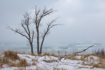 winter landscape with trees by lake