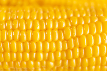 朝取れトウモロコシ