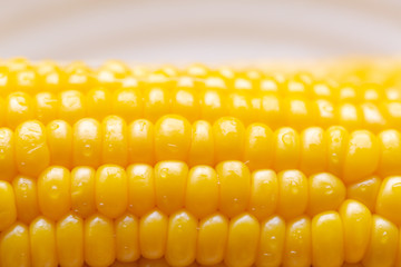 朝取れトウモロコシ