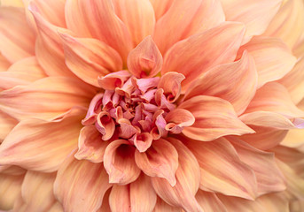 Dahlia Peach Flower Fine Art