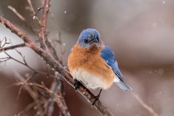 robin in snow
