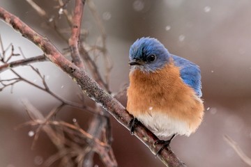 robin in snow