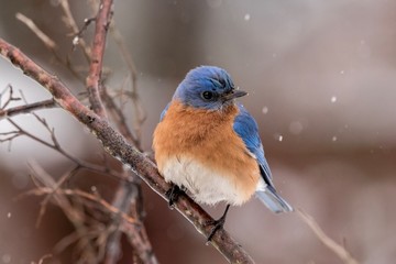 robin in snow