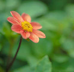 Dahlia Peach Flower Petals Green Background