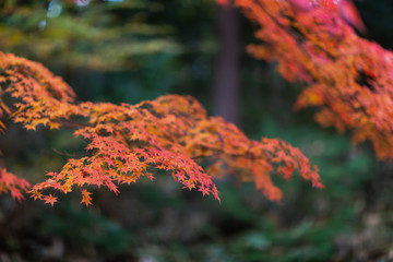 紅葉
