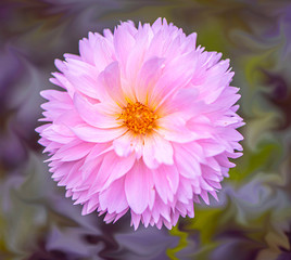 Dahlia Pink Petals Fine Art Flower