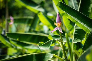 Closeup a bunch of bananas on the banana tree