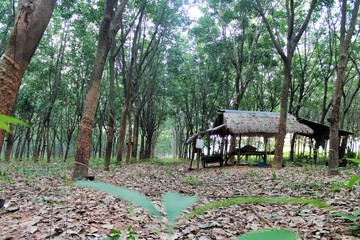 cottage in rubber trees