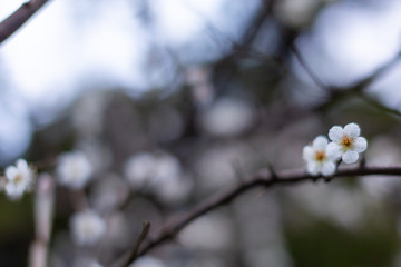 梅の花