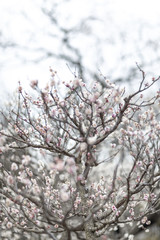 Obraz premium 梅の花